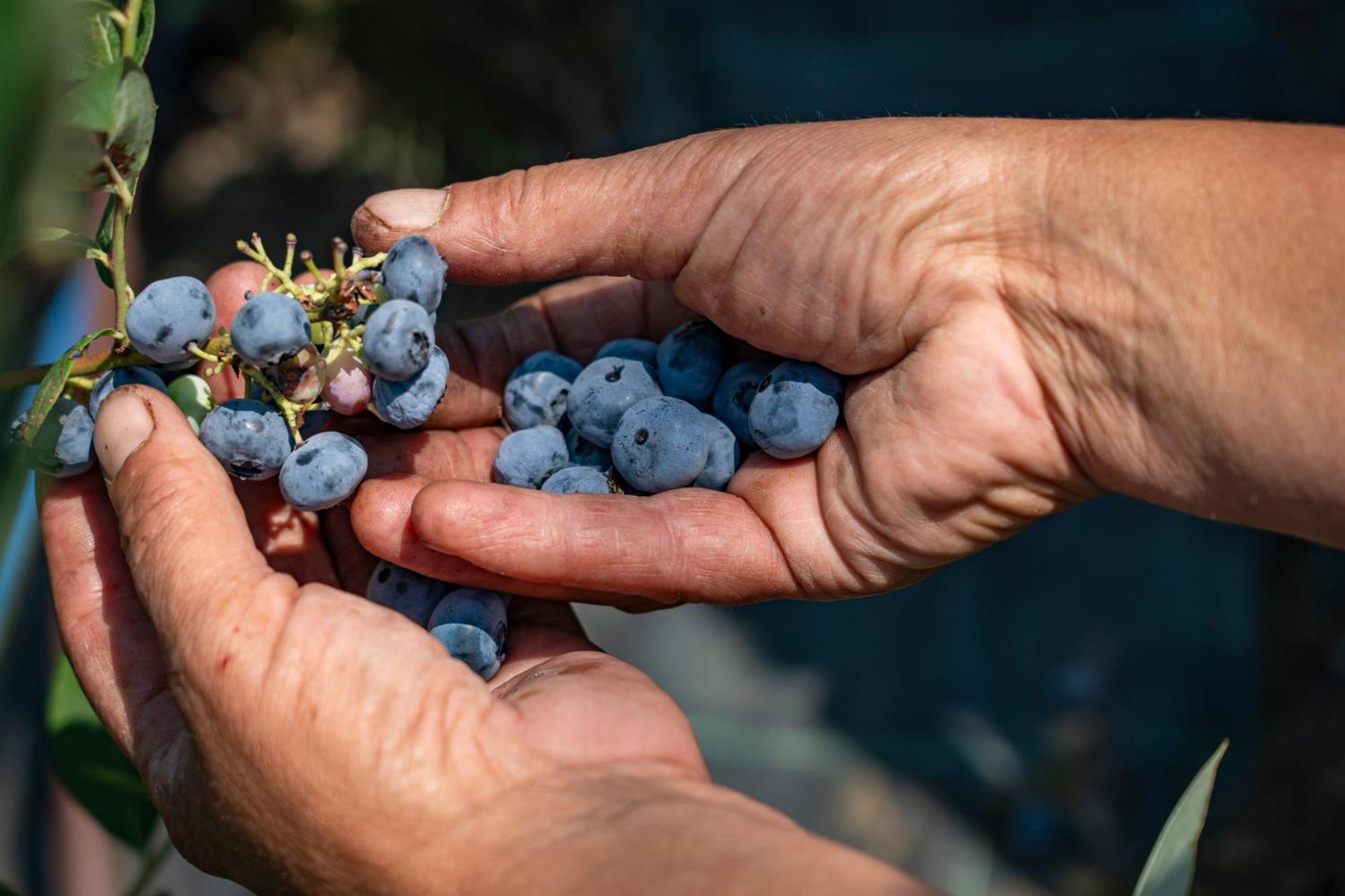 Agriturismo Ca Gianin Vervio エクステリア 写真
